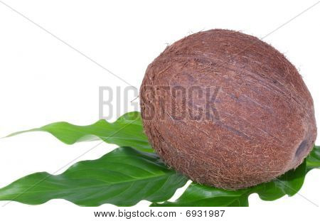 Palm Hindistan cevizi yaprakları