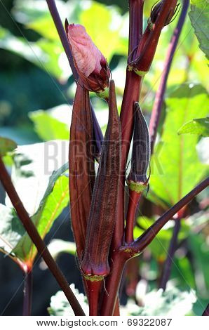 Purple Okra (abelmoschus)