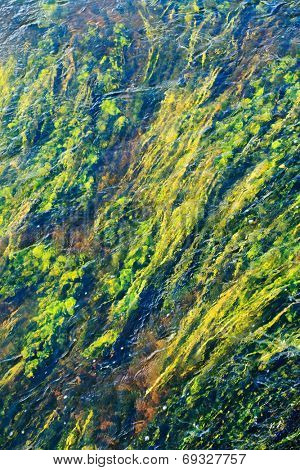 algae in river