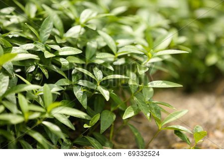 Bush in the garden