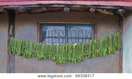 Drying Greens