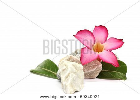 isolated white background. pink flower and stones