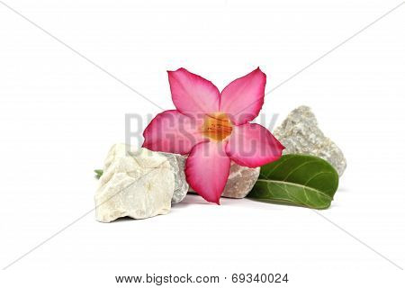 isolated white background. pink flower and stones