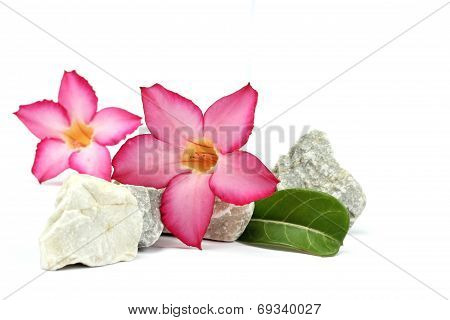 isolated white background. pink flower and stones