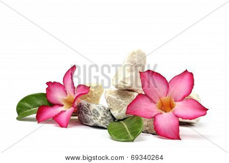 pink flower and stones