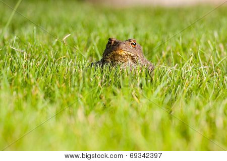 Gray frog sitting on green grass