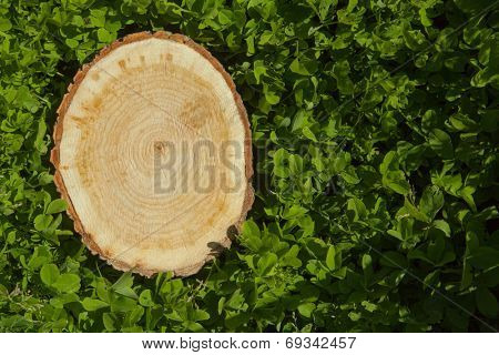 tree stump on the green grass, top view