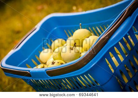Apples in a blue basket