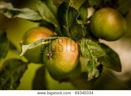 Pearmain apples on tree