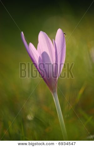 Crocus solitario