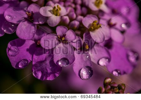 Purple iberis flower