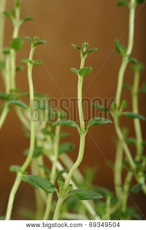 Fresh Thyme On  Wooden