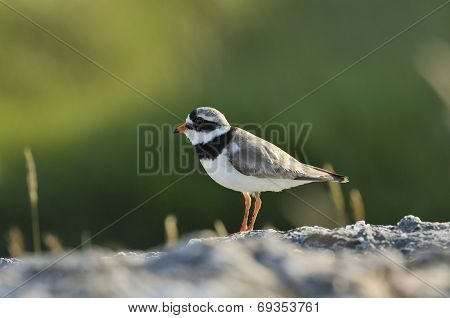Ringed Plover