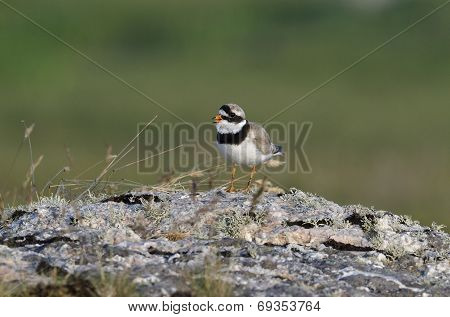 Ringed Plover
