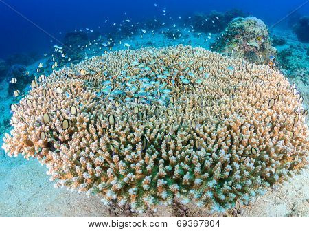 Tropical Fish Around A Table Coral