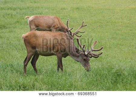 Deers