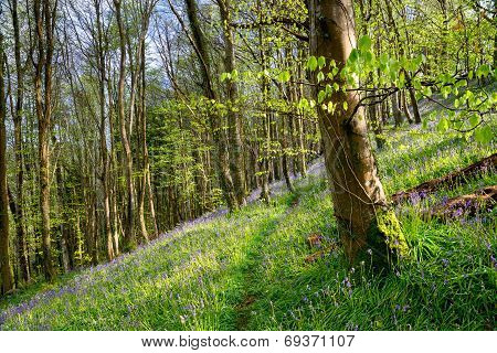 Cornish Bluebells