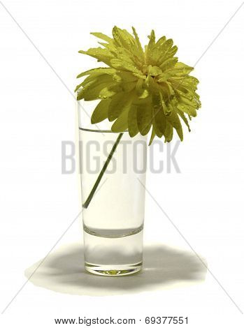 Yellow Gerbera