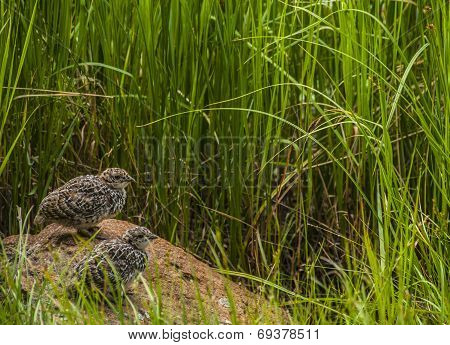 Rock Ptarmigan Chicks