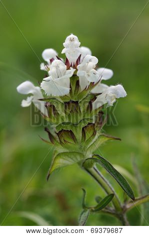 Cut-leaved Selfheal