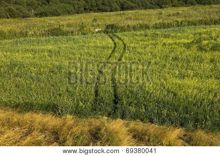 Track in a green field