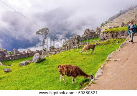 Senior tourist watching llamas in ruins of Machu Picchu, Peru