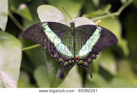 Emerald Swallowtail, Emerald Peacock, Or Green-banded Peacock