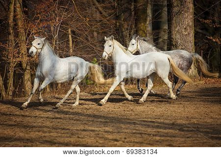 Lipizzan Horses Running