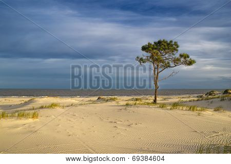 Tree On A Beach