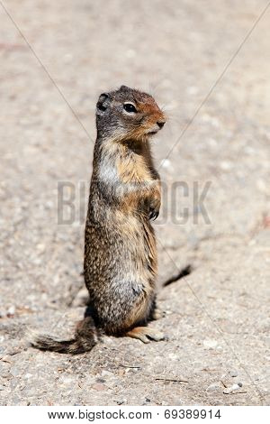 Prairie Dog (cynomys) On The Lookout In Banff