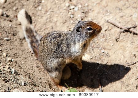 Curious Prairie Dog (cynomys) In Banff