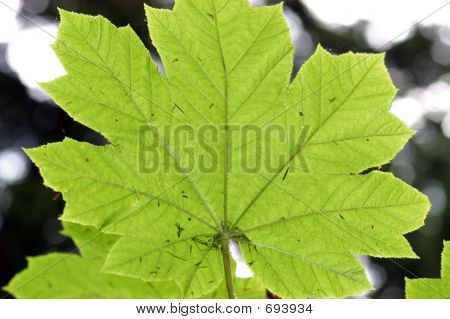 Blad