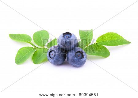 Blueberry
