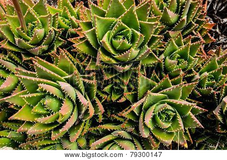 Green Succulent Flower