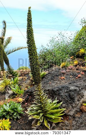 Green Succulent Flower