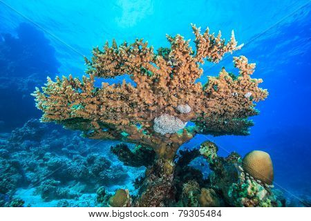 Coral reef