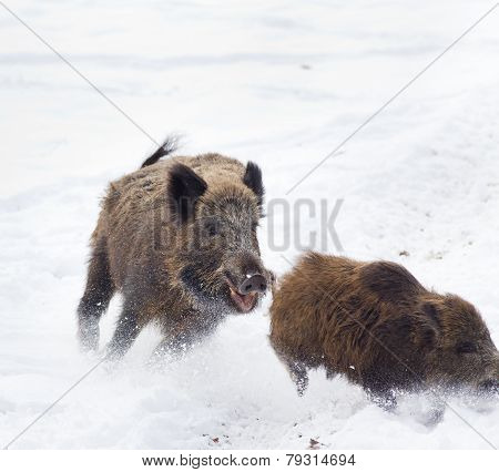 Wild Boars On Snow