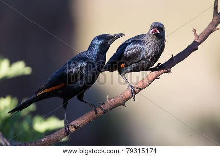 Pair Of Red Winged Starlings Wit On Branch Busy With Courtship