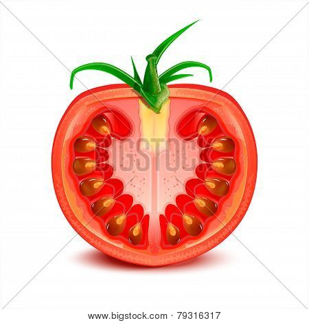 A slice of tomato vector