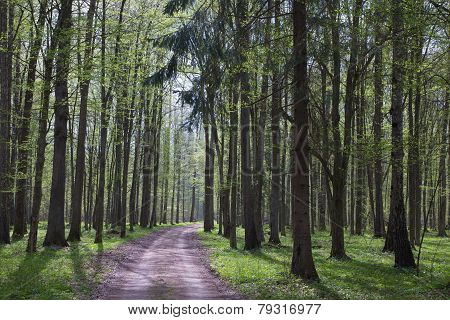 Ground Road Entering Forest