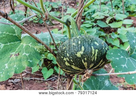 Pumpkins