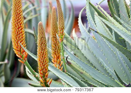 Aloe Plants