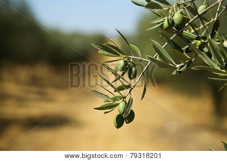Olive Trees