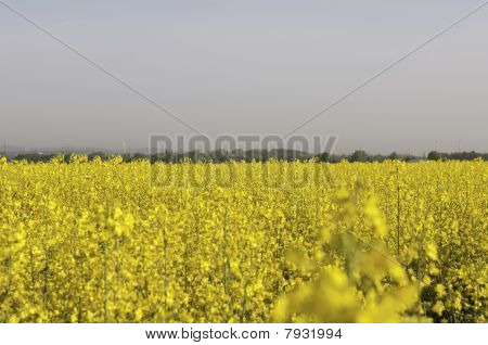 Canola field am Rande ich