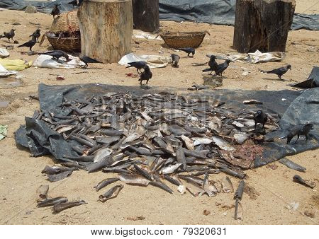 Fish Market