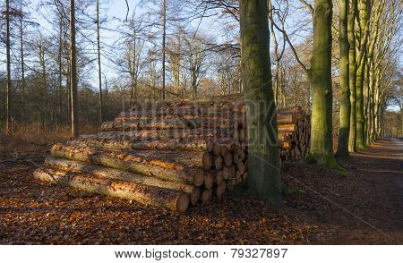 Sunrise in a pine and beech forest in winter