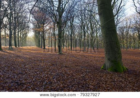 Sunrise in a beech forest in winter