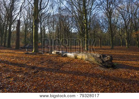 Sunrise in a beech forest in winter