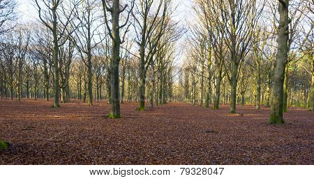 Sunrise in a beech forest in winter