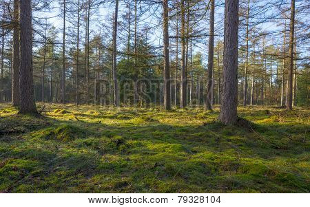 Sunlit moss in a pine forest in winter